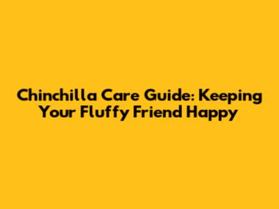 Chinchilla Care Guide: Keeping Your Fluffy Friend Happy