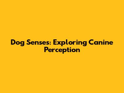 Dog Senses: Exploring Canine Perception