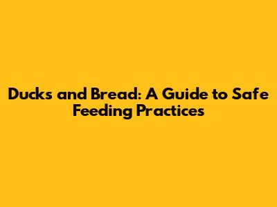 Ducks and Bread: A Guide to Safe Feeding Practices