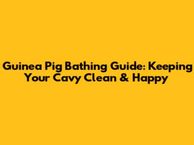 Guinea Pig Bathing Guide: Keeping Your Cavy Clean & Happy