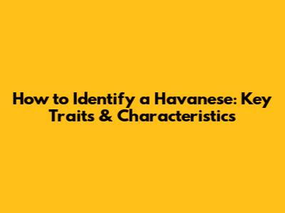 How to Identify a Havanese: Key Traits & Characteristics
