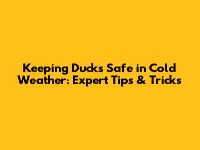Keeping Ducks Safe in Cold Weather: Expert Tips & Tricks