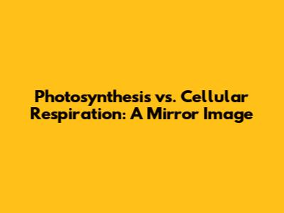Photosynthesis vs. Cellular Respiration: A Mirror Image