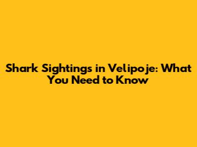 Shark Sightings in Velipoje: What You Need to Know